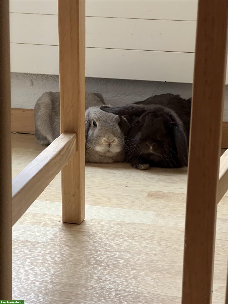 Bild 3: Widderkaninchen Brüder suchen Freilauf-Zuhause