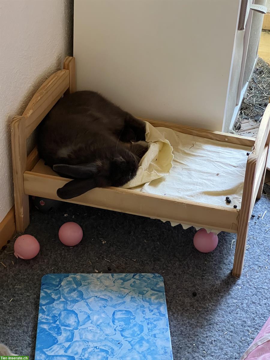 Bild 4: Widderkaninchen Brüder suchen Freilauf-Zuhause