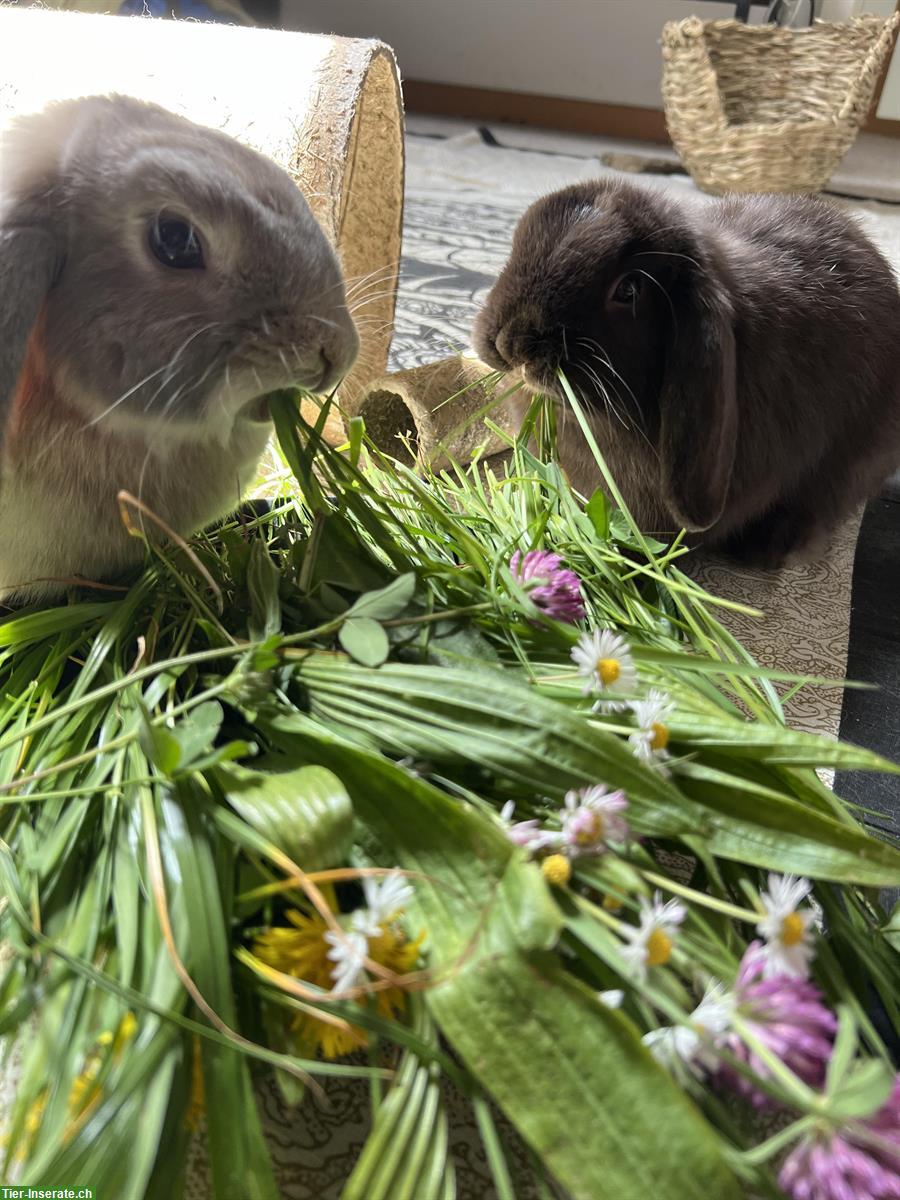 Bild 7: Widderkaninchen Brüder suchen Freilauf-Zuhause