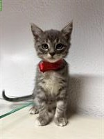 Heilige Birma mix Kater suchen Zuhause mit Freigang