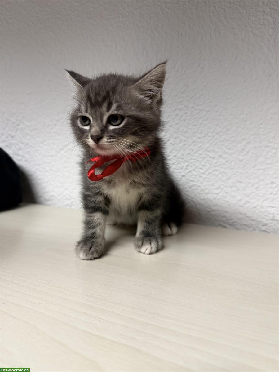 Bild 2: Heilige Birma mix Kater suchen Zuhause mit Freigang