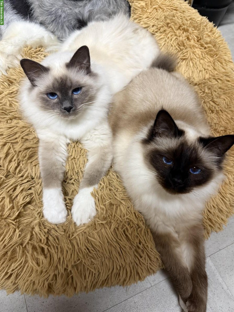 Bild 3: Heilige Birma mix Kater suchen Zuhause mit Freigang