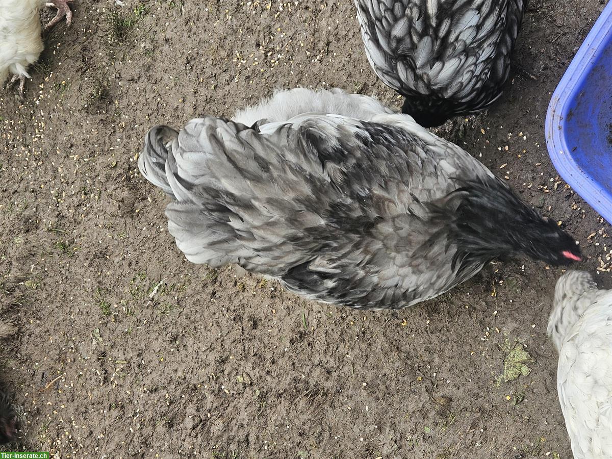 Bild 2: Orpington Junghahn gratis abzugeben