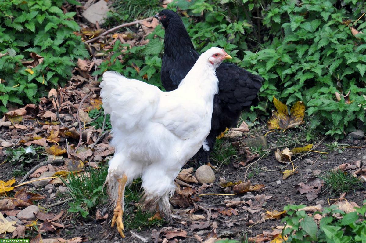 GRATIS: Weisser Brahma Junghahn
