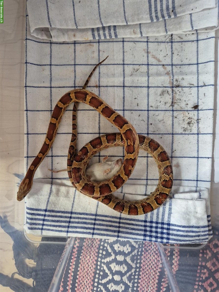 Bild 3: 8 Kornnattern Babys, Weibchen