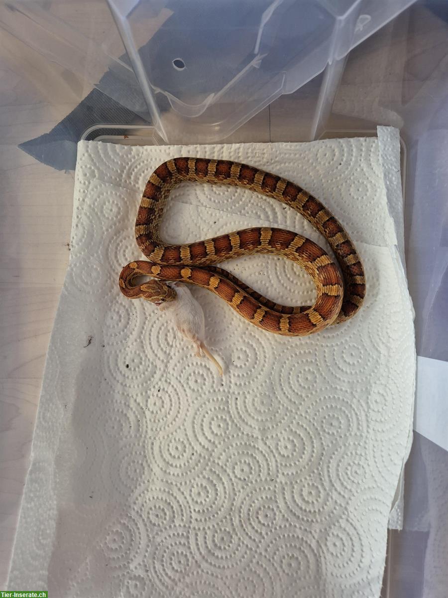 Bild 4: 8 Kornnattern Babys, Weibchen