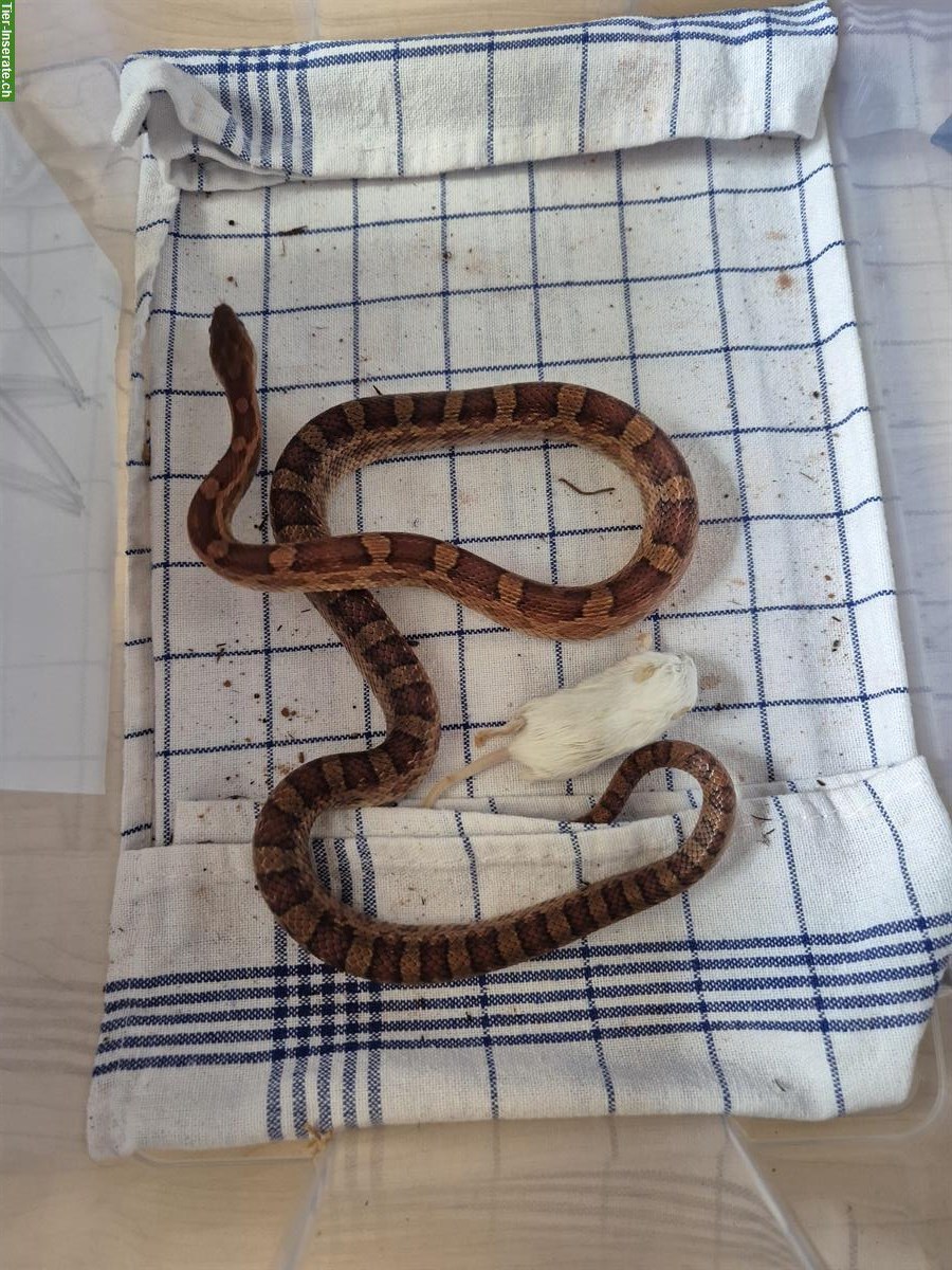 Bild 5: 8 Kornnattern Babys, Weibchen