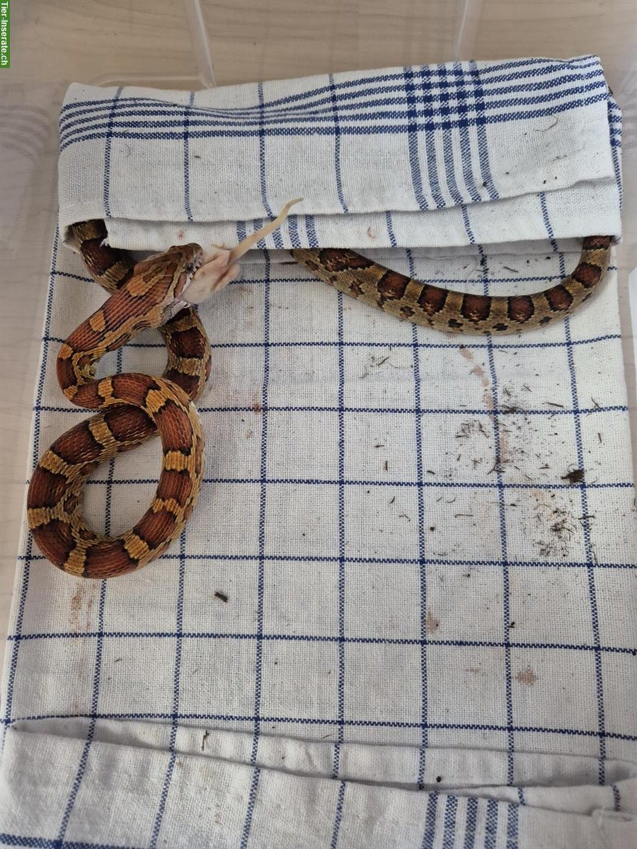 Bild 6: 8 Kornnattern Babys, Weibchen