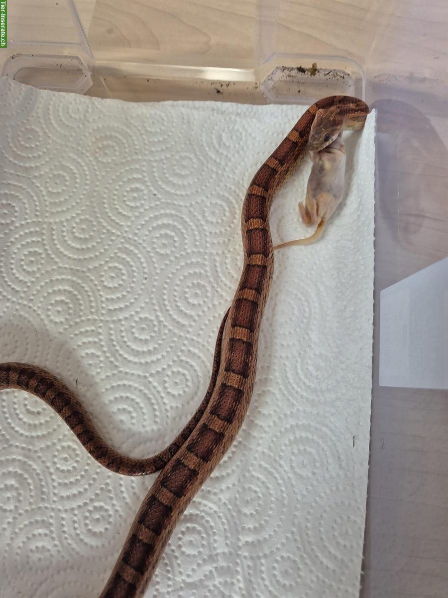 Bild 7: 8 Kornnattern Babys, Weibchen