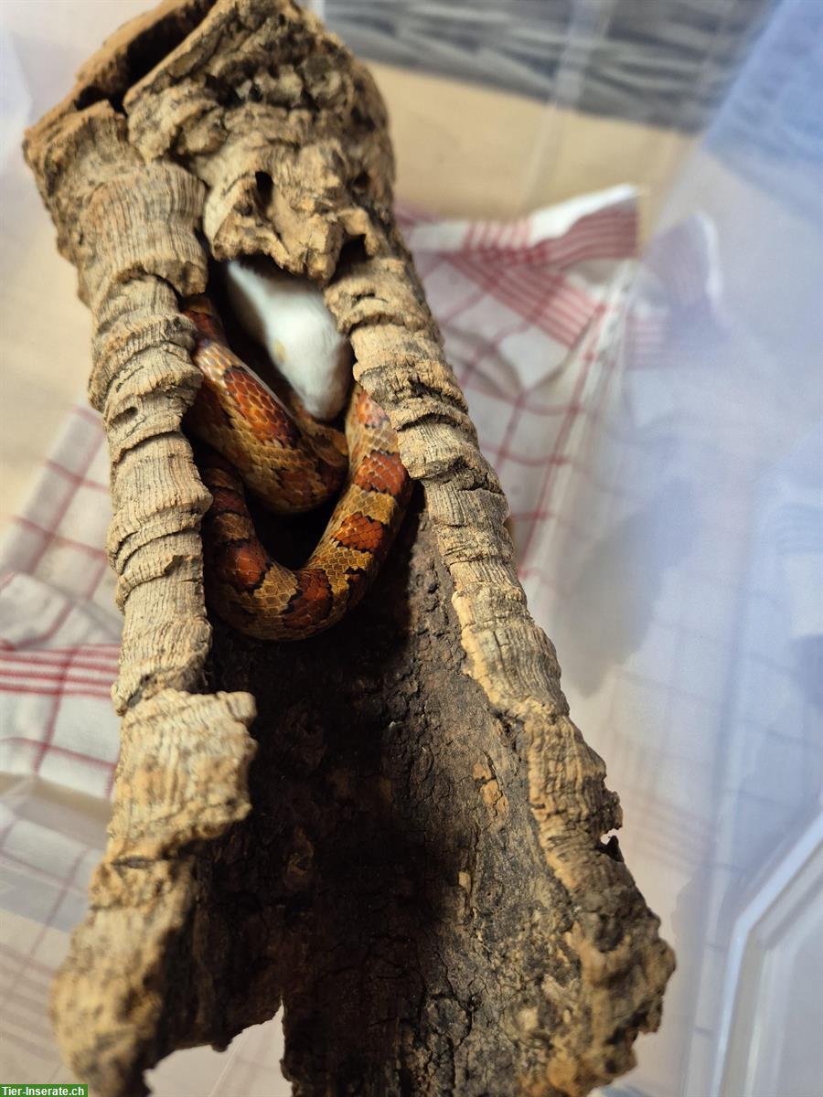 Bild 8: 8 Kornnattern Babys, Weibchen