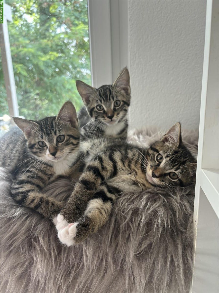 Maine Coon × Ragdoll × Bombay mix Kitten 🐾 gesund & einzigartig