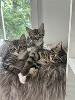 Maine Coon × Ragdoll × Bombay mix Kitten 🐾 gesund & einzigartig