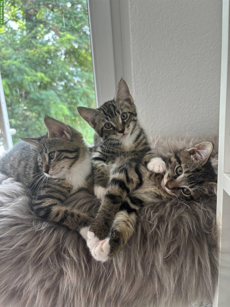 Bild 2: Maine Coon × Ragdoll × Bombay mix Kitten 🐾 gesund & einzigartig