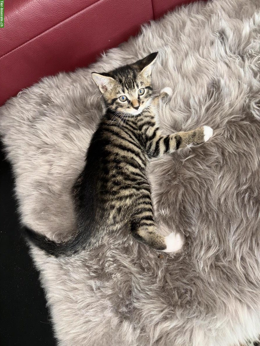 Bild 3: Maine Coon × Ragdoll × Bombay mix Kitten 🐾 gesund & einzigartig