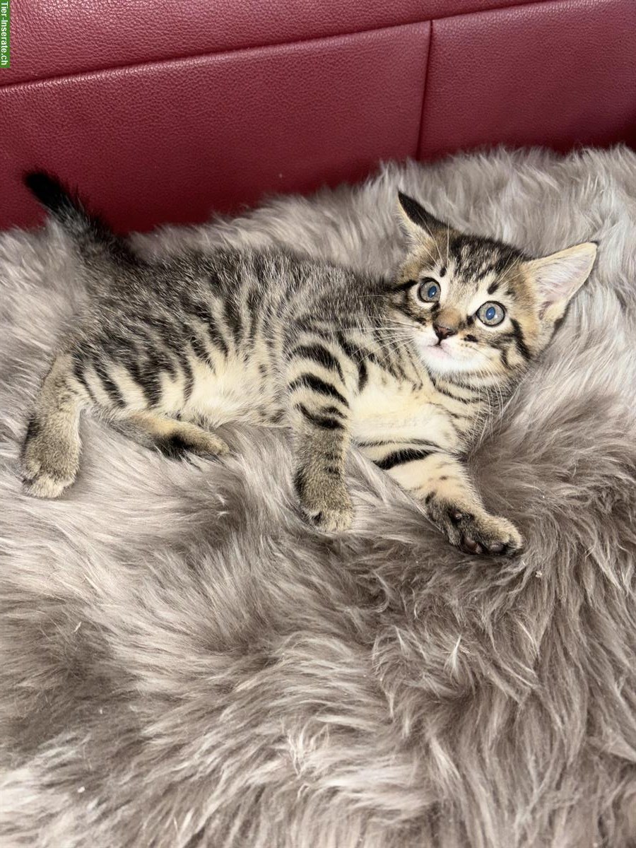 Bild 5: Maine Coon × Ragdoll × Bombay mix Kitten 🐾 gesund & einzigartig