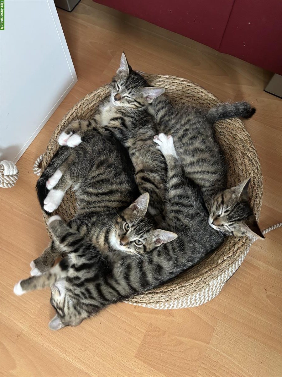 Bild 6: Maine Coon × Ragdoll × Bombay mix Kitten 🐾 gesund & einzigartig