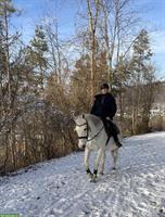 Suche Reitbeteiligung 1x / Woche, Region Frenkendorf/Liestal/Pratteln