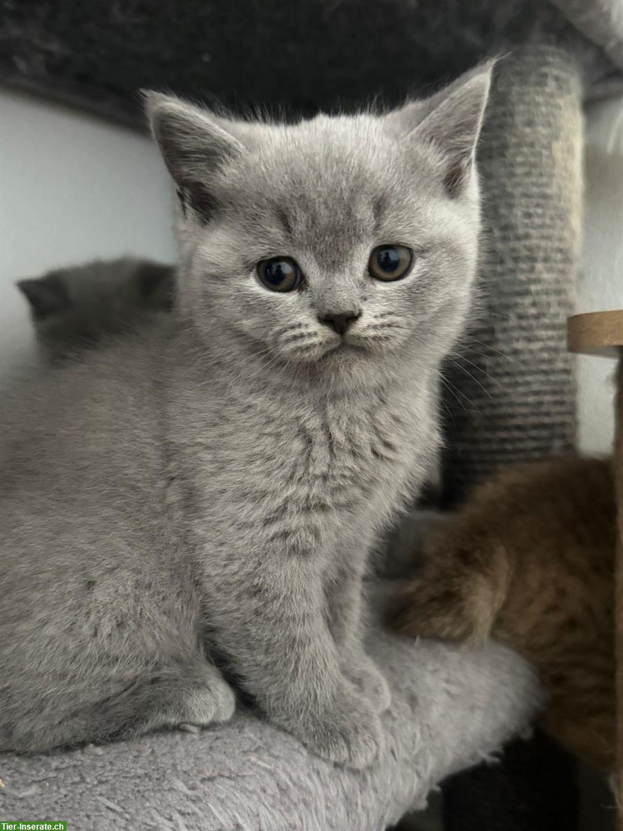 Reinrassige Britisch Kurzhaar Kitten suchen ein Zuhause