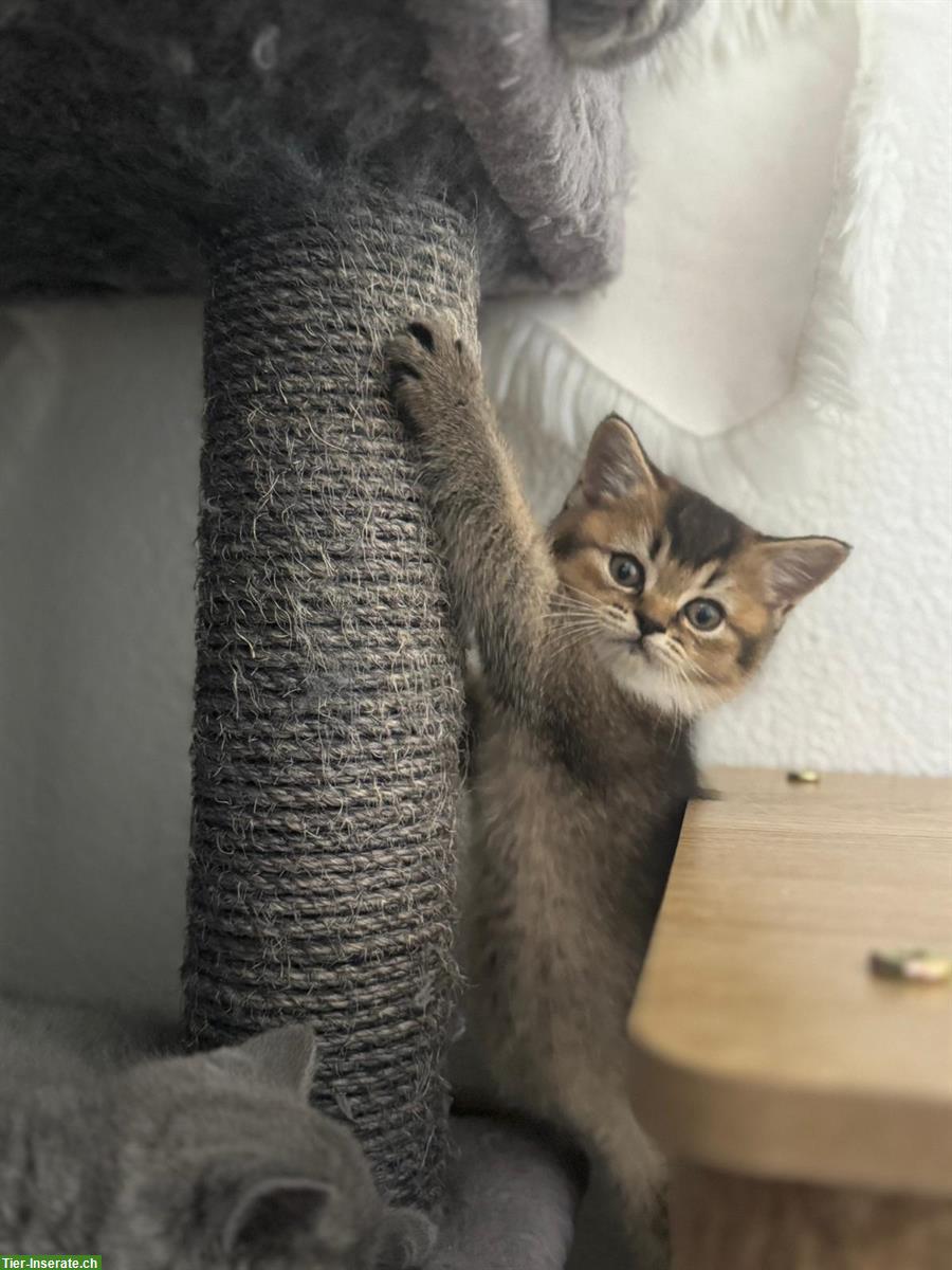 Bild 2: Reinrassige Britisch Kurzhaar Kitten suchen ein Zuhause