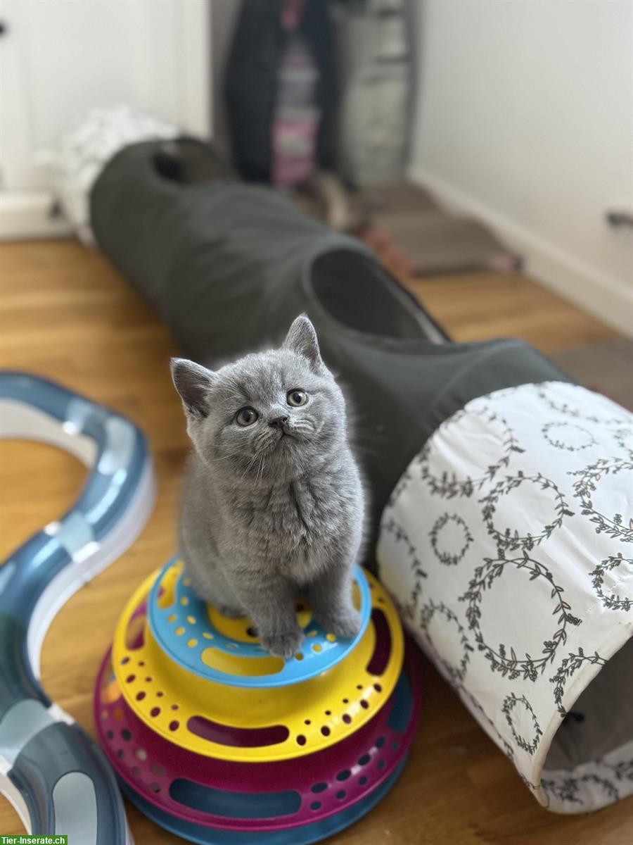Bild 3: Reinrassige Britisch Kurzhaar Kitten suchen ein Zuhause