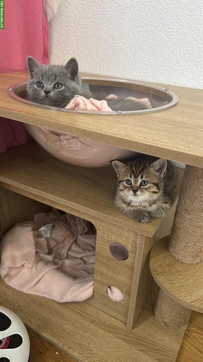 Bild 4: Reinrassige Britisch Kurzhaar Kitten suchen ein Zuhause