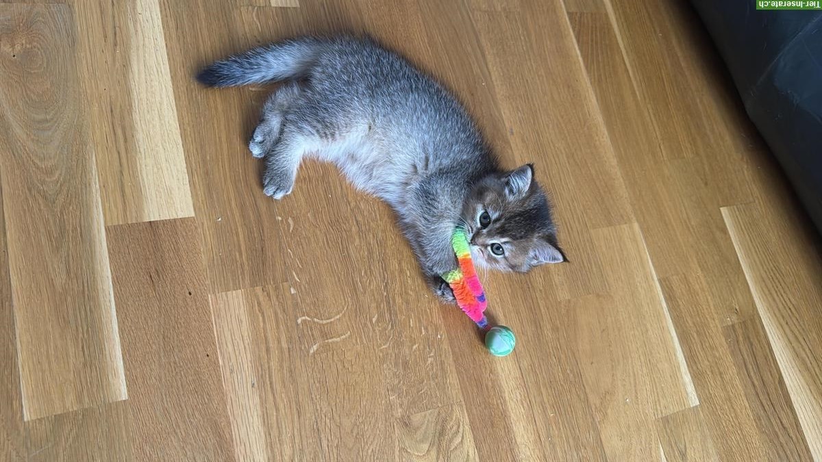 Bild 5: Reinrassige Britisch Kurzhaar Kitten suchen ein Zuhause