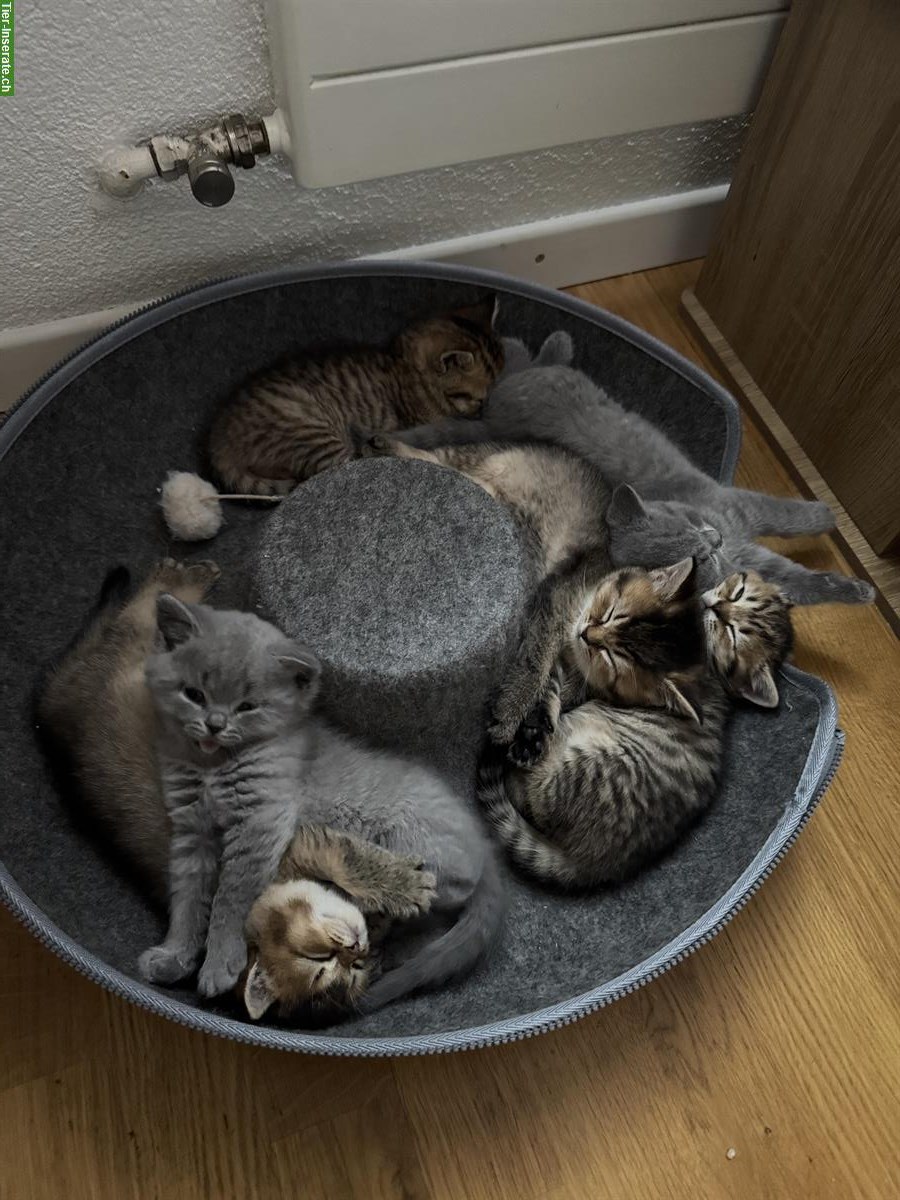 Bild 6: Reinrassige Britisch Kurzhaar Kitten suchen ein Zuhause