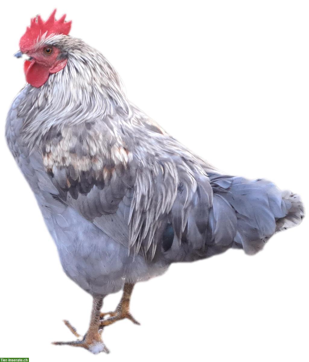 Bild 3: Junger Silverudds Blå-Mix Hahn zu verkaufen