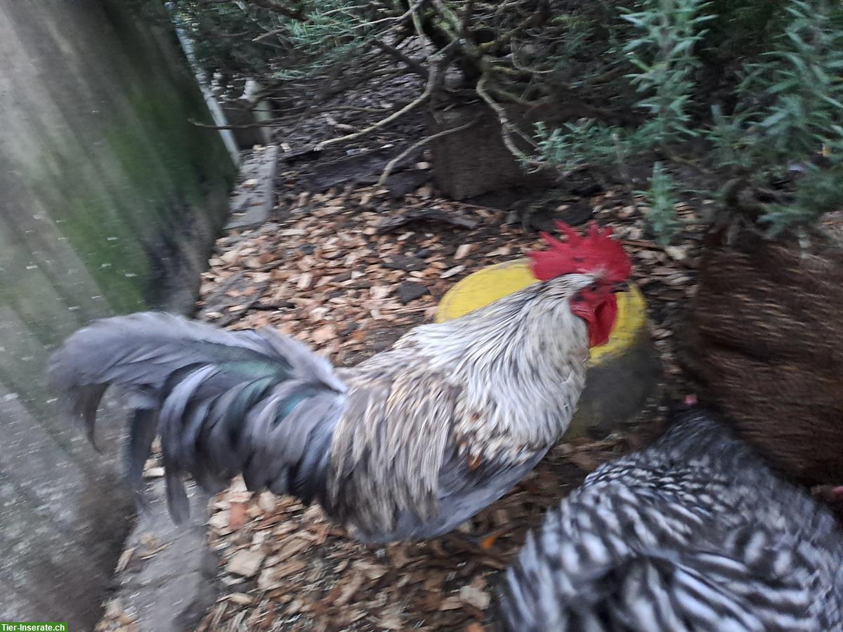 Bild 5: Junger Silverudds Blå-Mix Hahn zu verkaufen