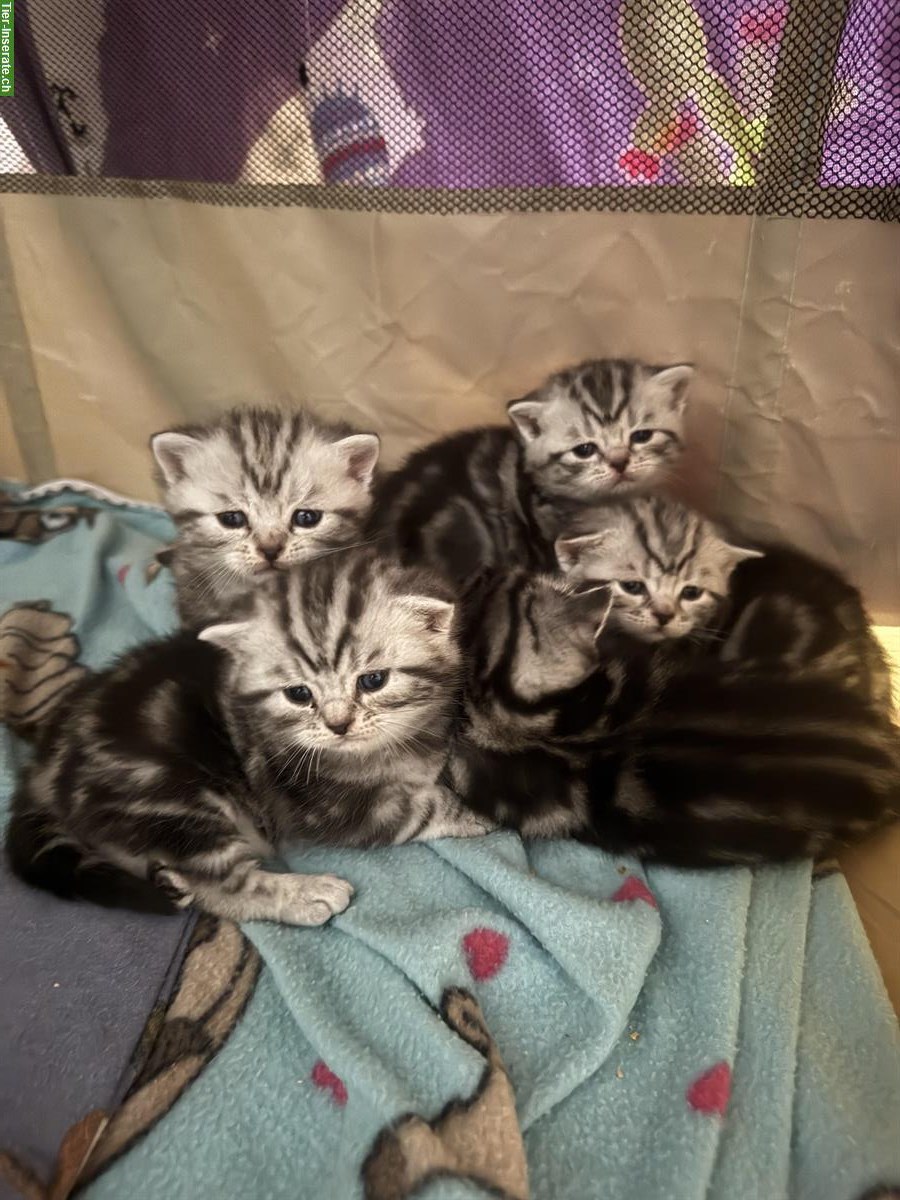 Reinrassige BKH Kitten zu verkaufen