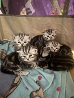 Reinrassige BKH Kitten zu verkaufen