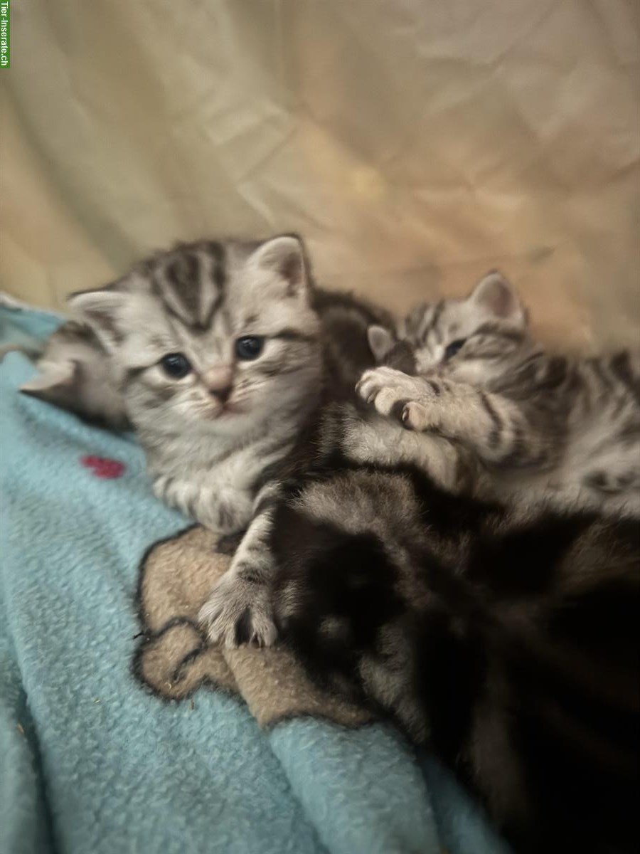 Bild 2: Reinrassige BKH Kitten zu verkaufen
