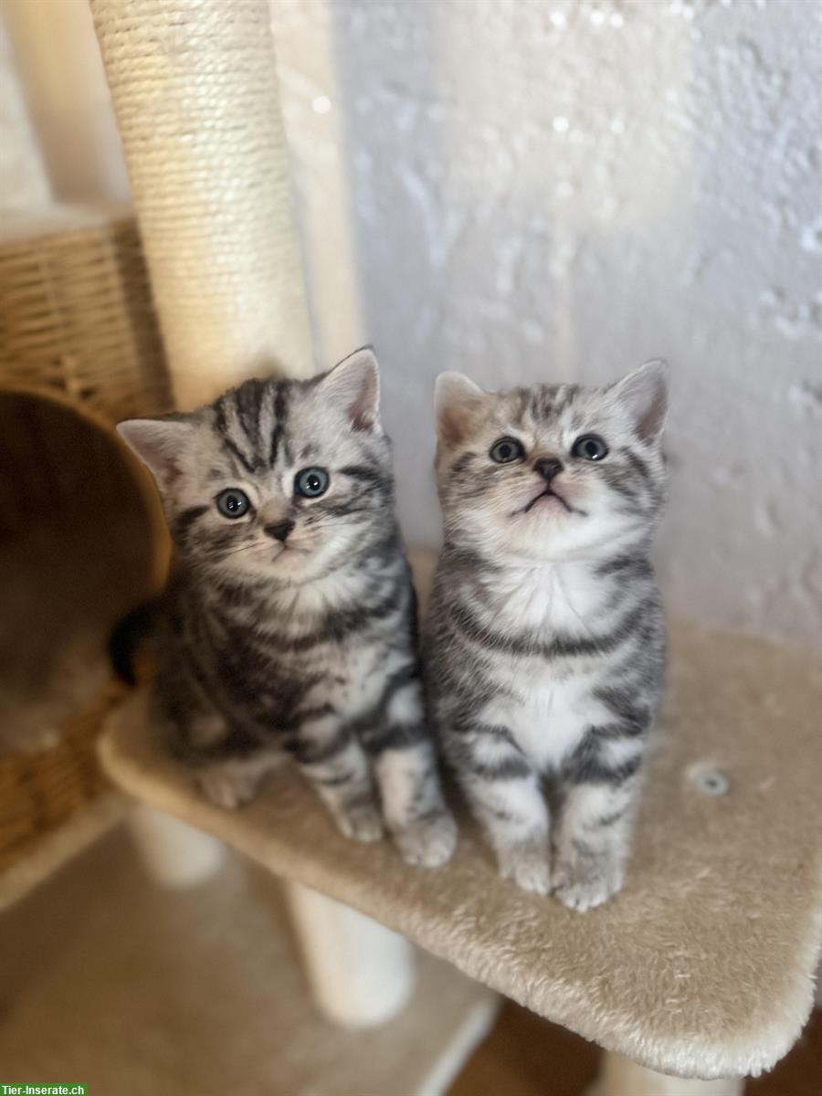 Bild 3: Reinrassige BKH Kitten zu verkaufen