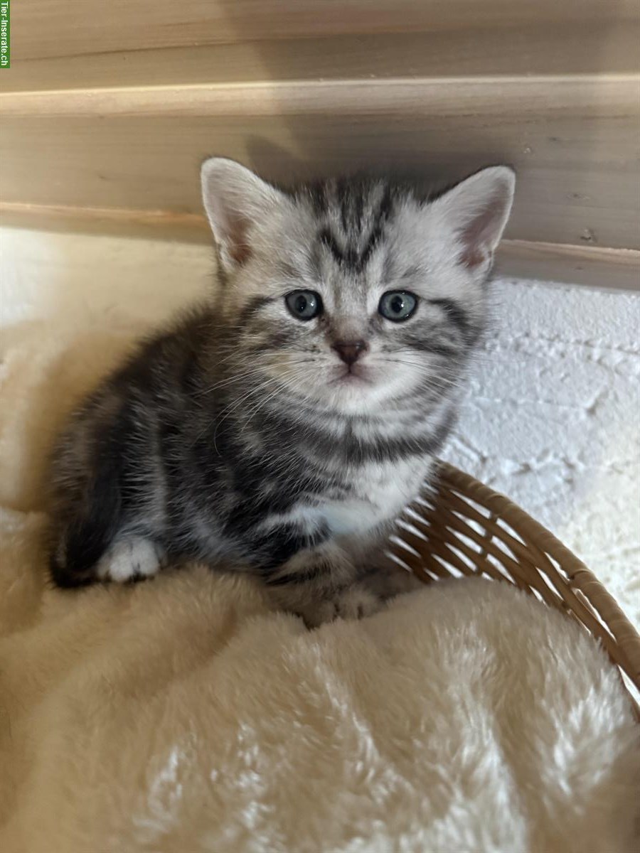 Bild 4: Reinrassige BKH Kitten zu verkaufen