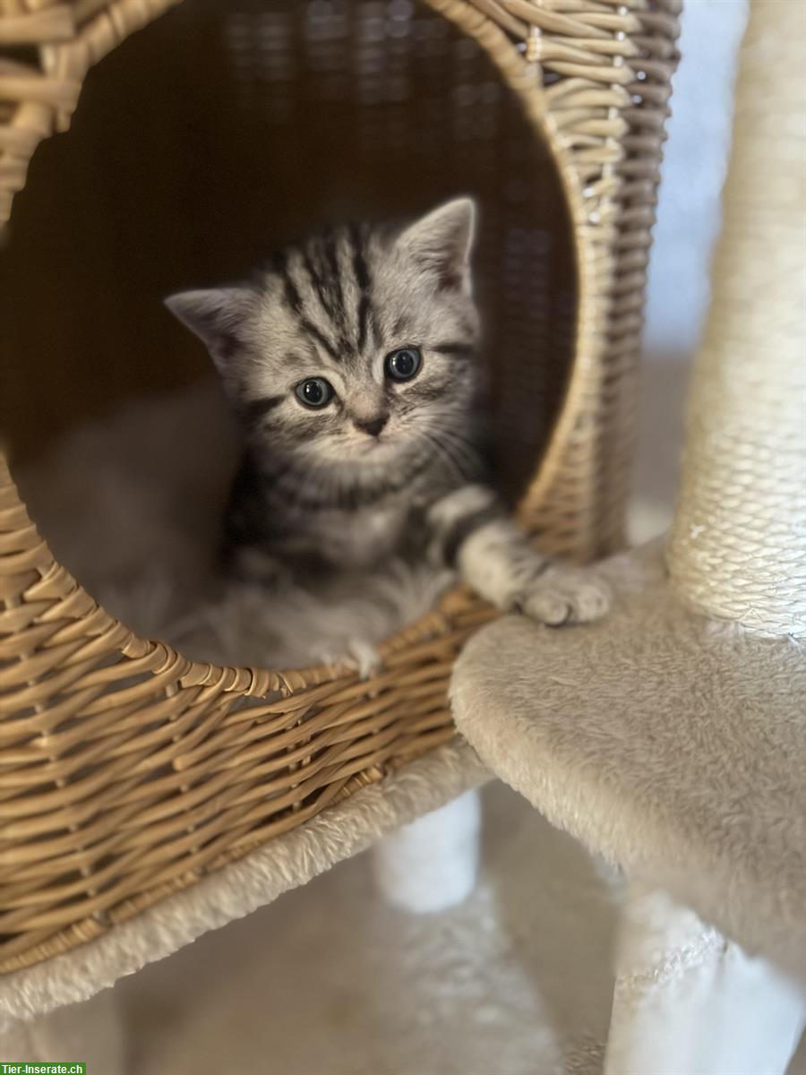 Bild 5: Reinrassige BKH Kitten zu verkaufen