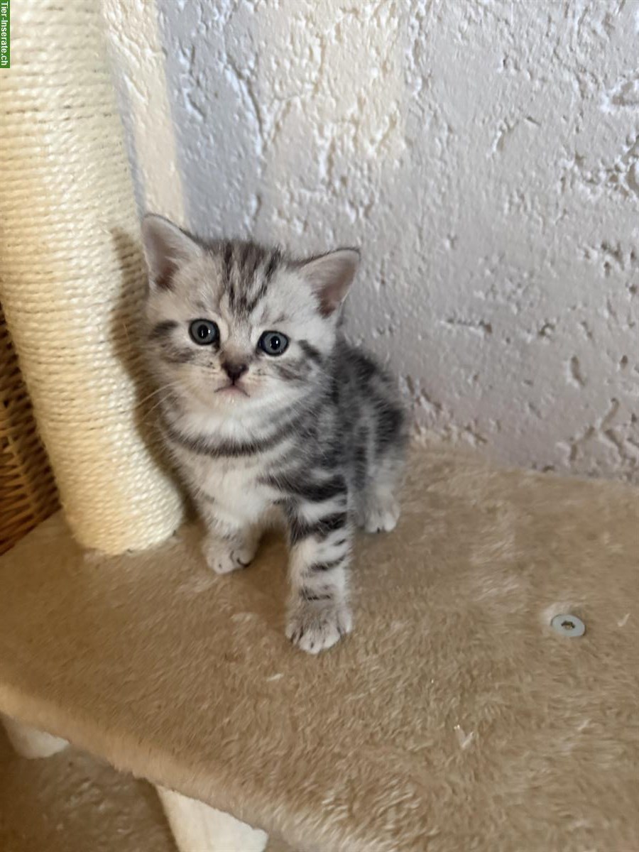 Bild 6: Reinrassige BKH Kitten zu verkaufen