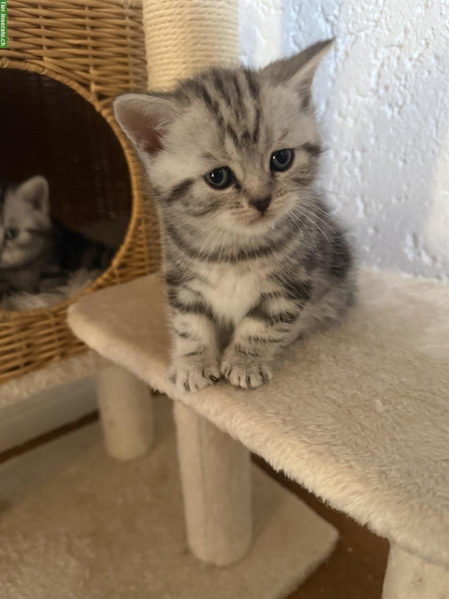 Bild 7: Reinrassige BKH Kitten zu verkaufen