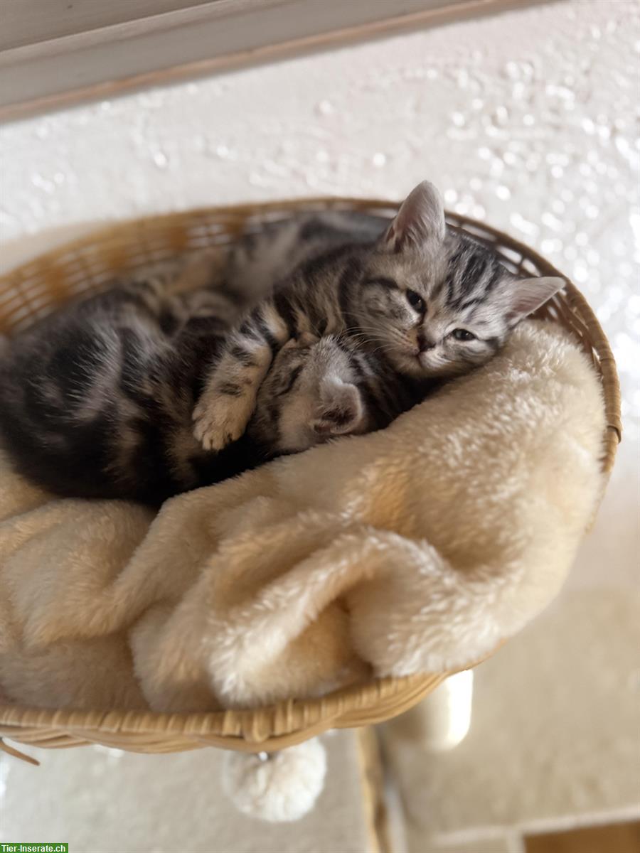 Bild 8: Reinrassige BKH Kitten zu verkaufen