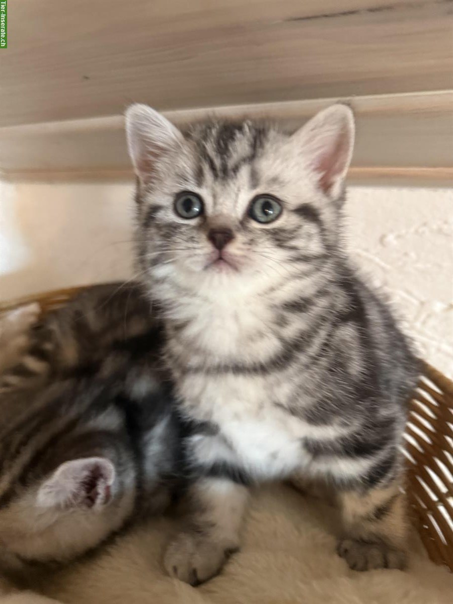 Bild 9: Reinrassige BKH Kitten zu verkaufen