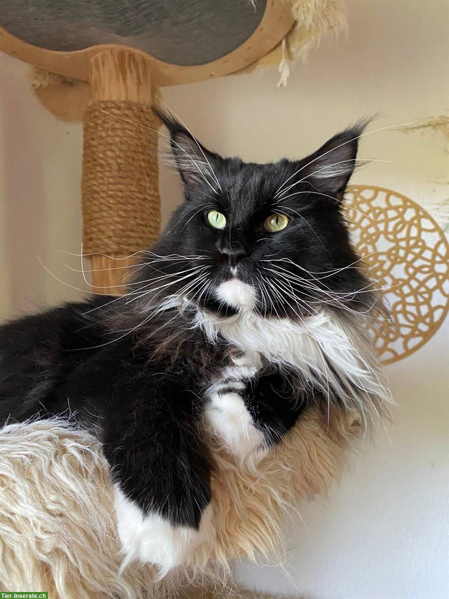 Maine Coon Kater Ghost sucht passendes Zuhause