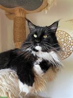 Maine Coon Kater Ghost sucht passendes Zuhause
