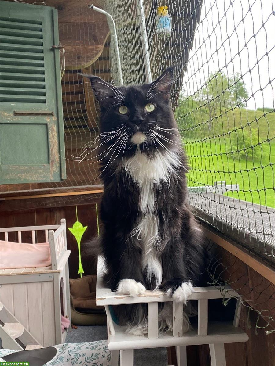 Bild 2: Maine Coon Kater Ghost sucht passendes Zuhause