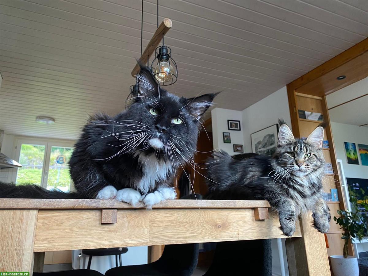 Bild 3: Maine Coon Kater Ghost sucht passendes Zuhause