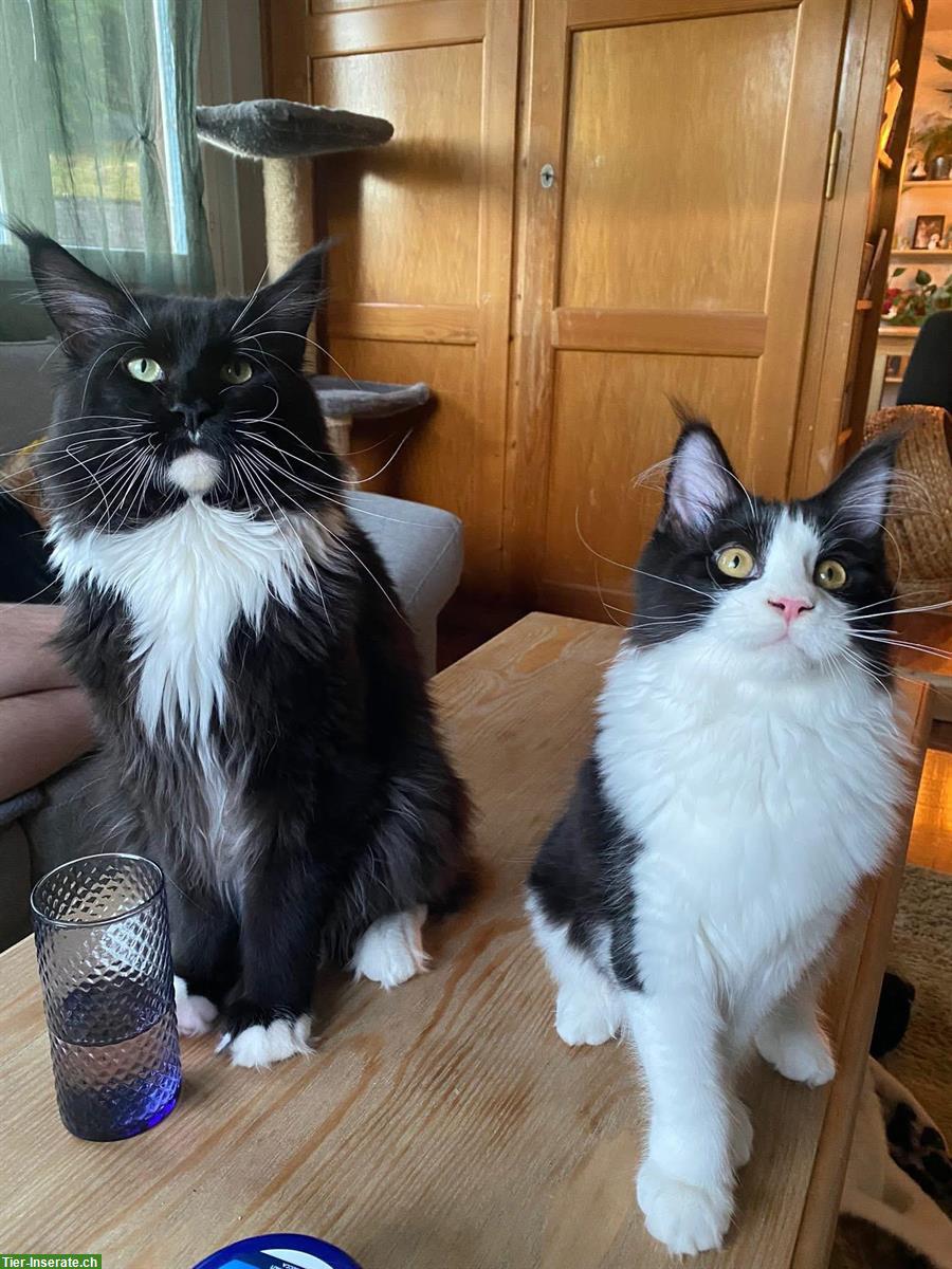 Bild 4: Maine Coon Kater Ghost sucht passendes Zuhause