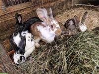 Kaninchen (Mischling) zu verkaufen