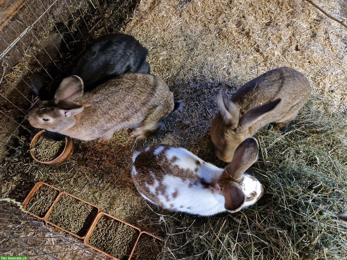 Bild 2: Kaninchen (Mischling) zu verkaufen