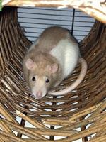Grosser Käfig und Ratte Pina sucht neues Zuhause