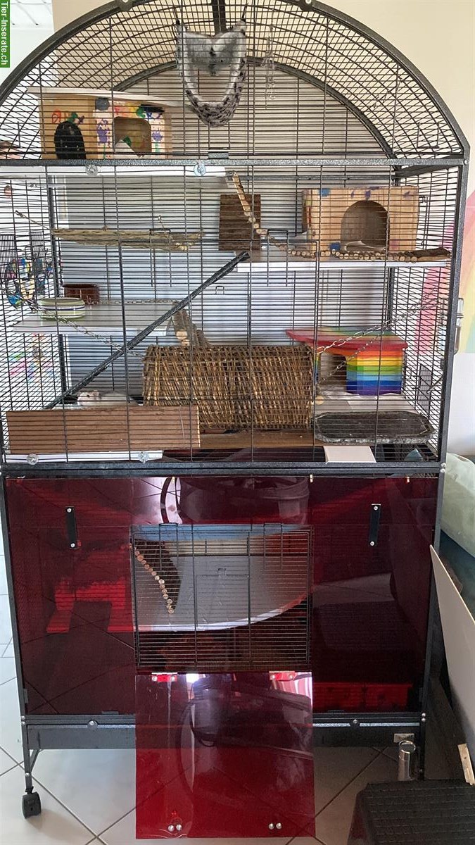 Bild 2: Grosser Käfig und Ratte Pina sucht neues Zuhause