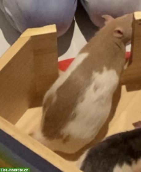 Bild 3: Grosser Käfig und Ratte Pina sucht neues Zuhause