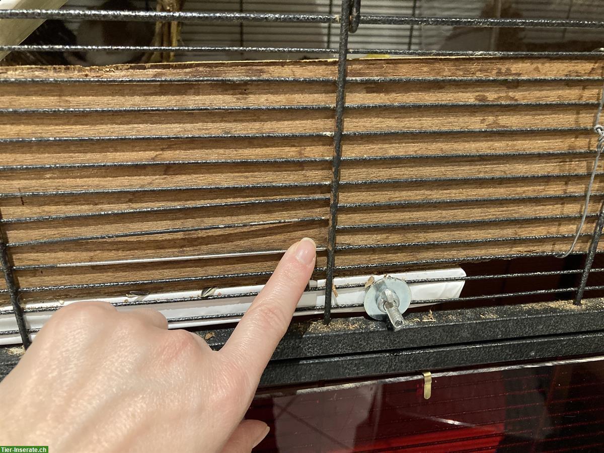 Bild 4: Grosser Käfig und Ratte Pina sucht neues Zuhause
